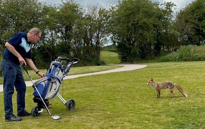 Golf Day Fox