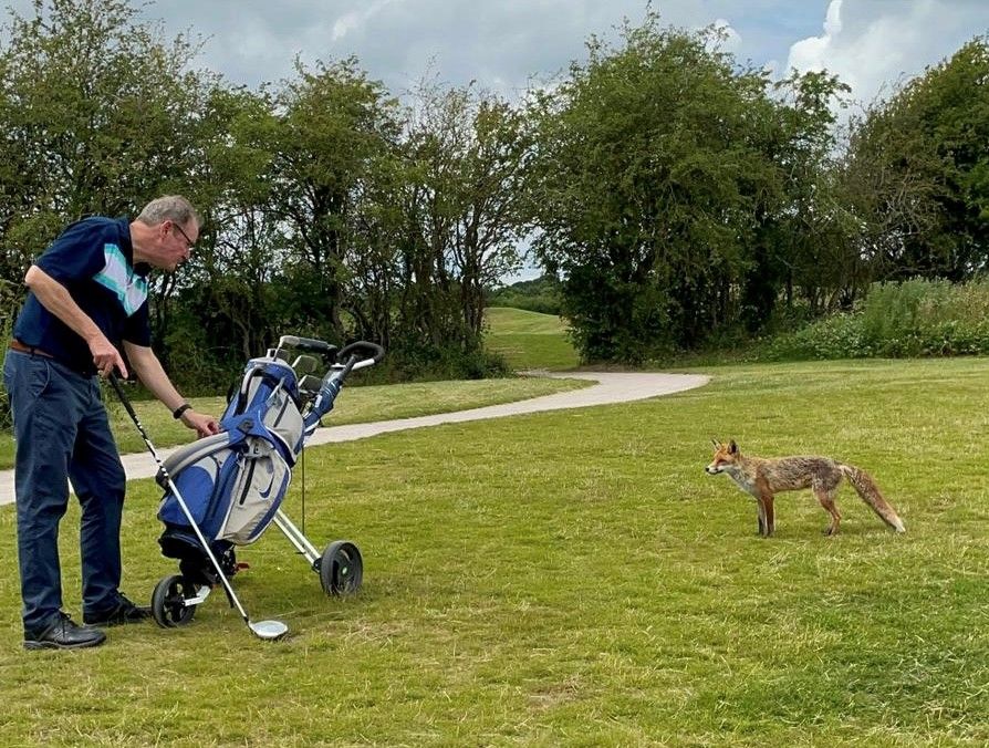 Golf Day Fox